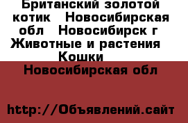 Британский золотой котик - Новосибирская обл., Новосибирск г. Животные и растения » Кошки   . Новосибирская обл.